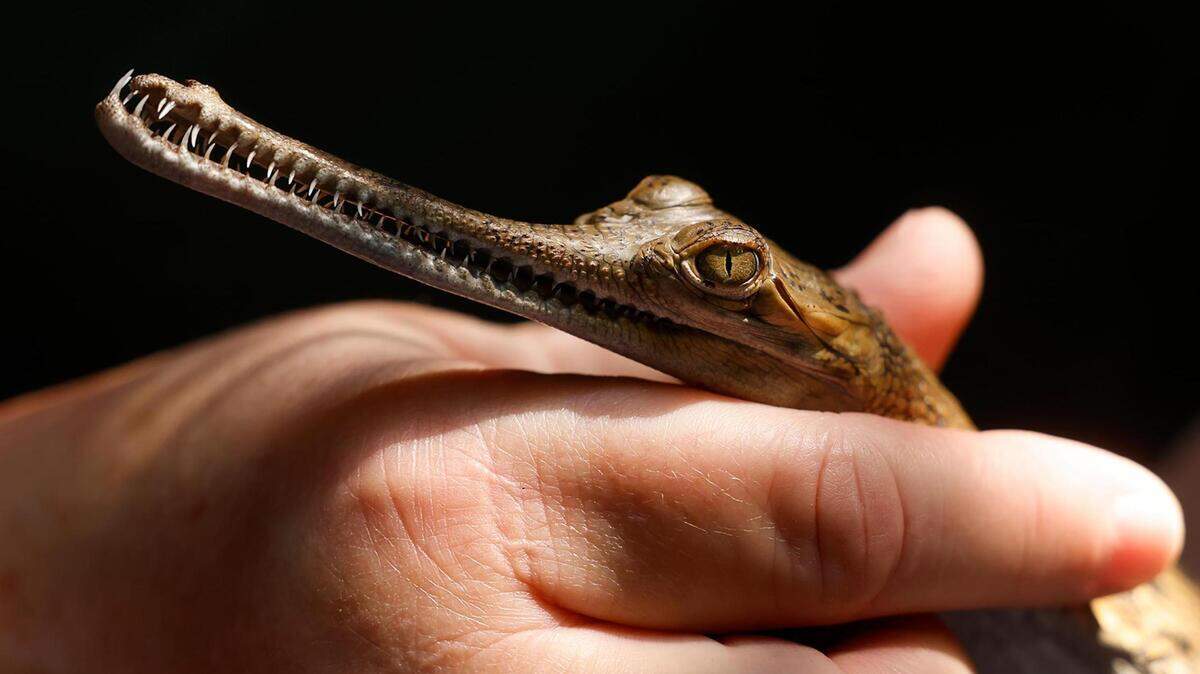 Fort Worth Zoo welcomes baby gharial crocodiles for 4th consecutive year